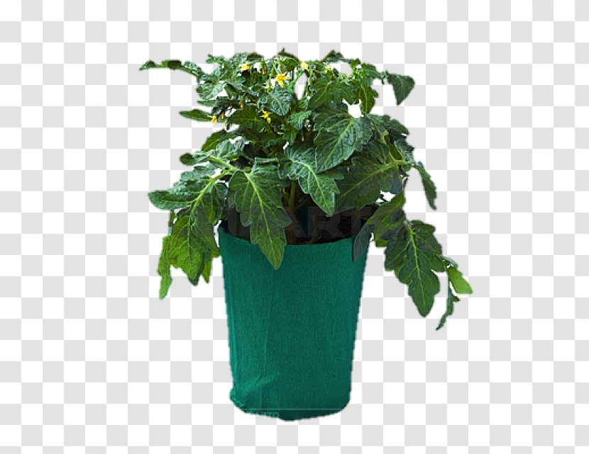 Tomato Flowerpot Stock Photography Vegetable - Royaltyfree Transparent PNG