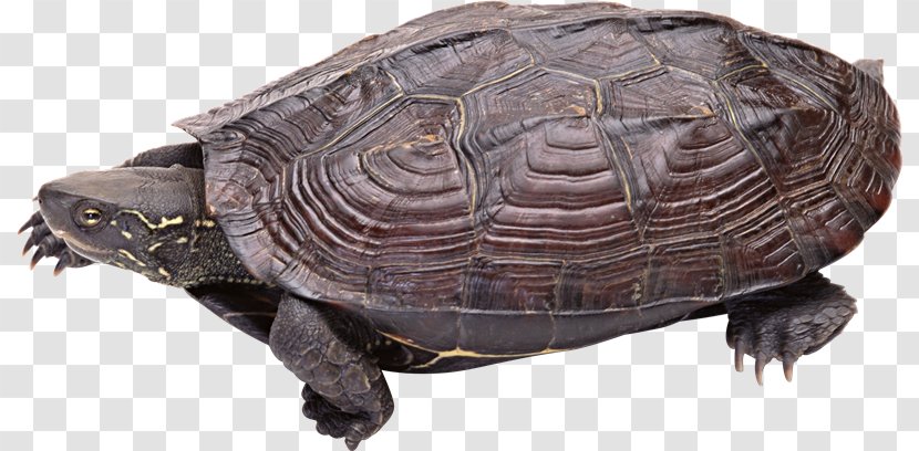 Common Snapping Turtle Tortoise Box Turtles Reptile - Redeared Slider - Tortuga Transparent PNG