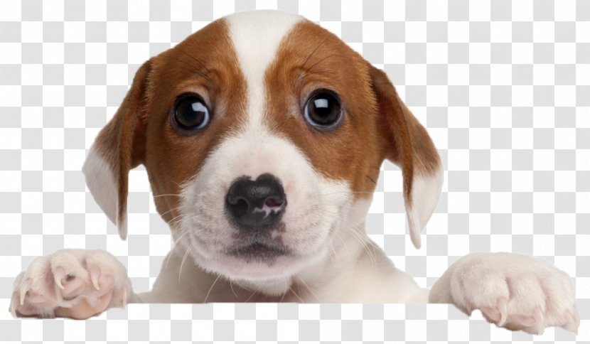 Puppy Beagle French Bulldog Border Collie Labrador Retriever - Face Transparent PNG