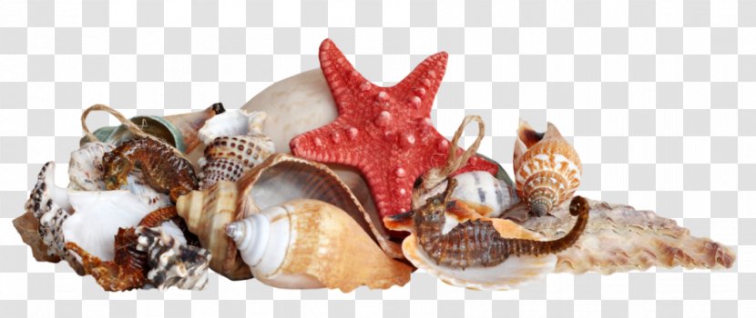 Seashell Caracola Starfish Transparent PNG