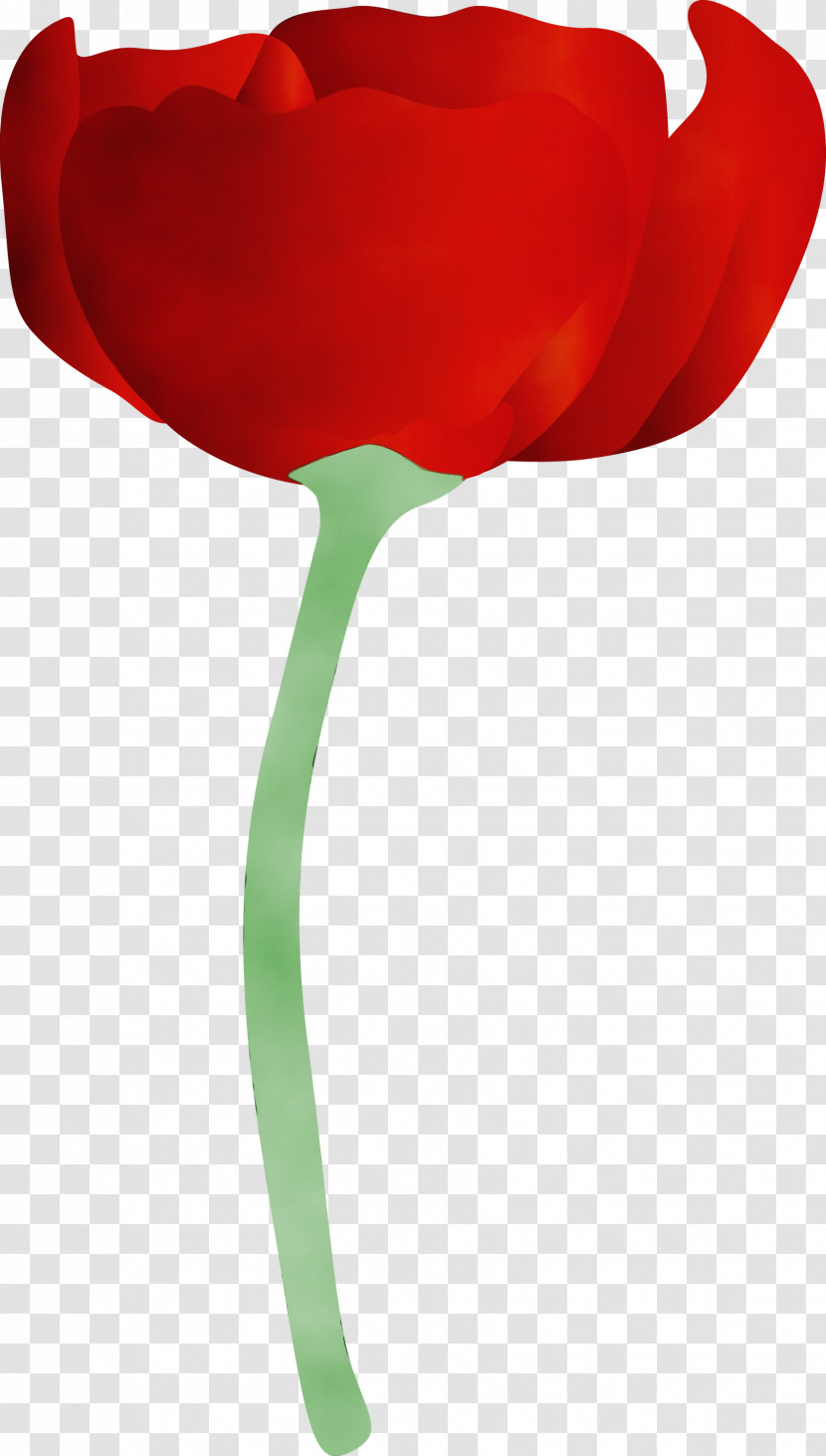 Red Tulip Flower Plant Plant Stem Transparent PNG