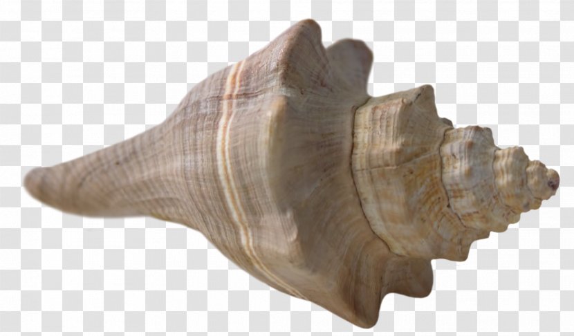 Seashell Canvas Print Conch Illustration - Lobatus Gigas - Beautiful Transparent PNG