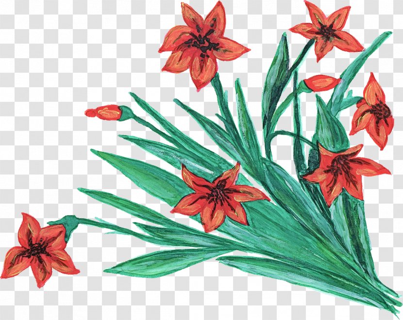 Flower Flowering Plant Red Petal - Hippeastrum - Pedicel Transparent PNG