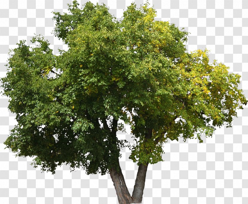 Tree Oak Shrub Lindens Plant - Crown - Bushes Transparent PNG