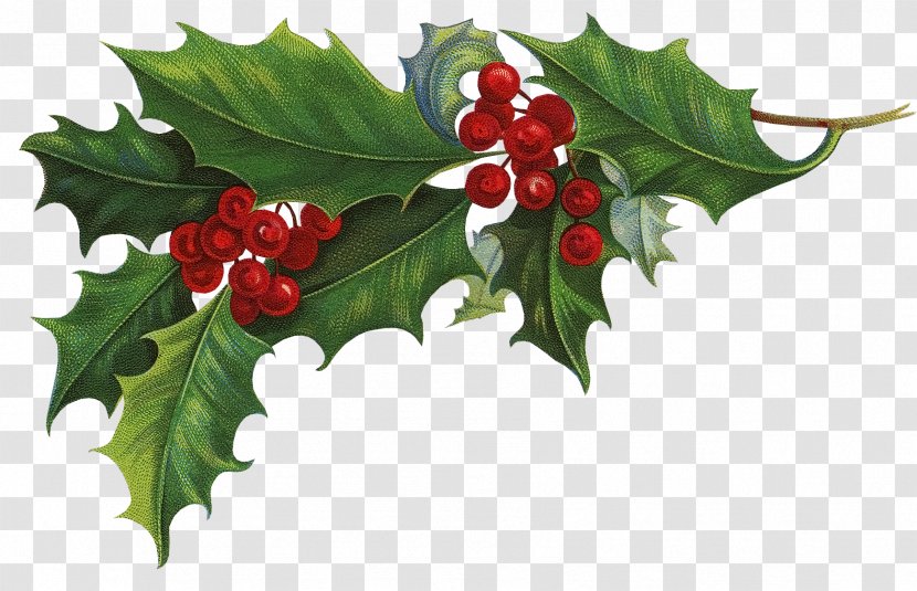 Ilex Crenata Common Holly Christmas Aquifoliales Clip Art - De - Mistletoe Transparent PNG