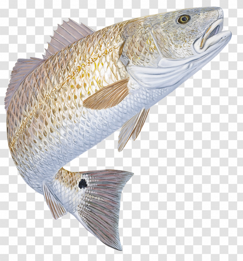 Fish Fish Bass Cod Transparent PNG