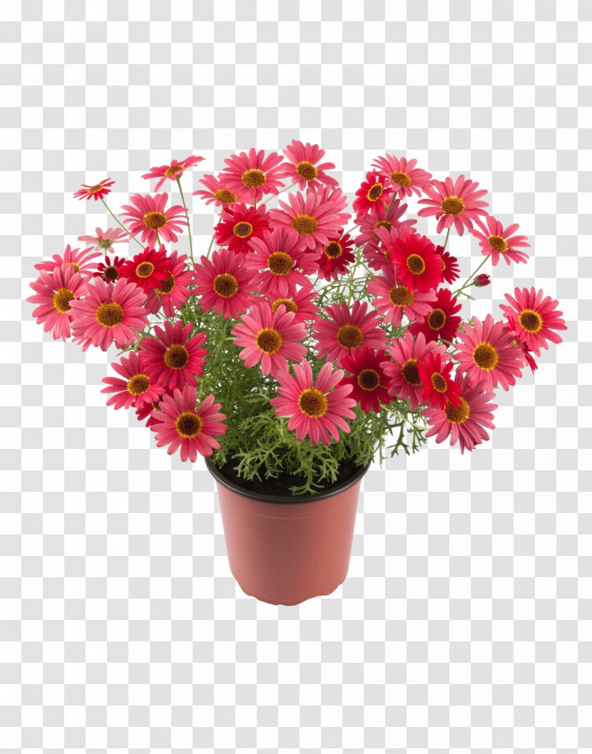 Honkasen Puutarha Oy Chrysanthemum Flower Marguerite Daisy Houseplant - Artificial Transparent PNG