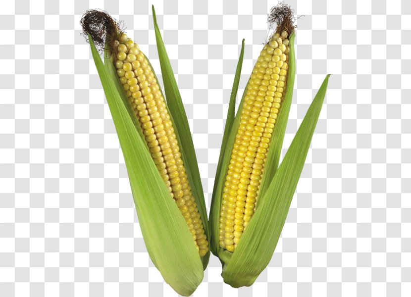 Corn On The Cob Maize Rolled Oats Seed - Sweet Transparent PNG