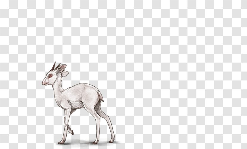 Antelope Deer Mammal Felidae Horn - Gazelle Transparent PNG