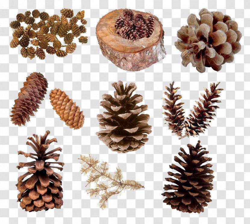 Pine Conifer Cone Clip Art - Family - Material Transparent PNG