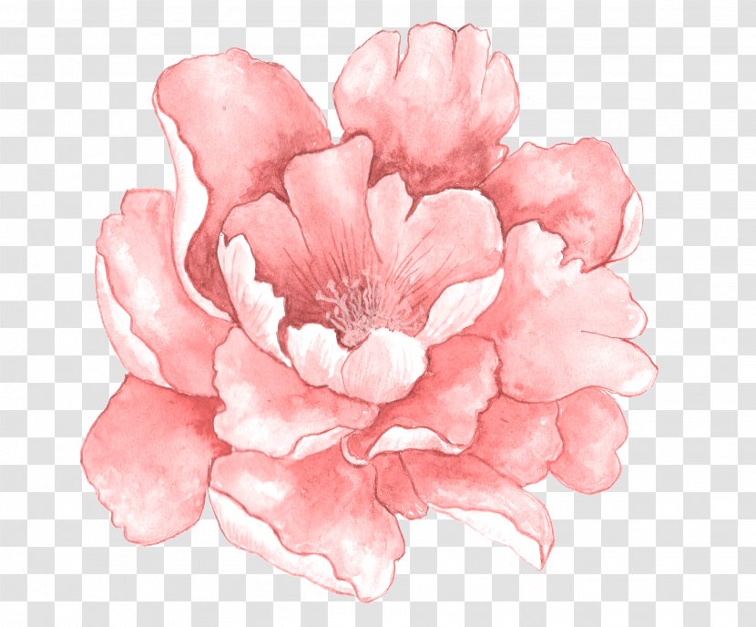 Pink Flowers Watercolor Painting - Rosa Centifolia - In Full Bloom Transparent PNG