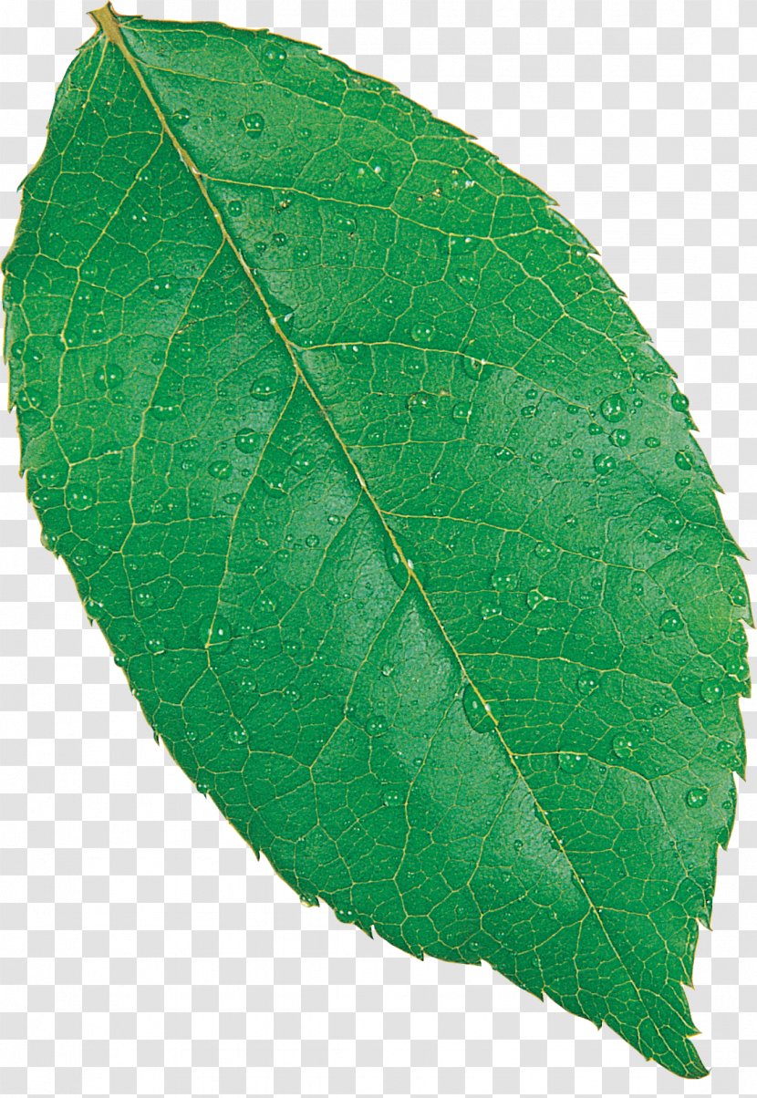 Maple Leaf Fagus Grandifolia European Beech Autumn Color Transparent PNG
