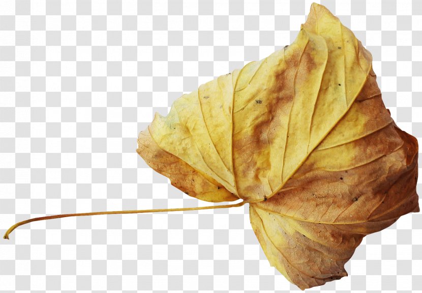Autumn Leaf - Gold - Leaves Transparent PNG