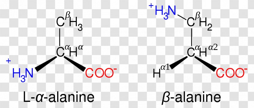 Proteinogenic Amino Acid β-Alanine Amine - Chemistry - Beta Transparent PNG