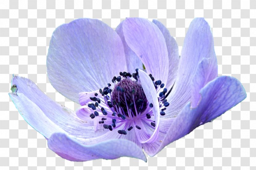 Flower Anemone Florist Apennina Purple Innovation Transparent PNG
