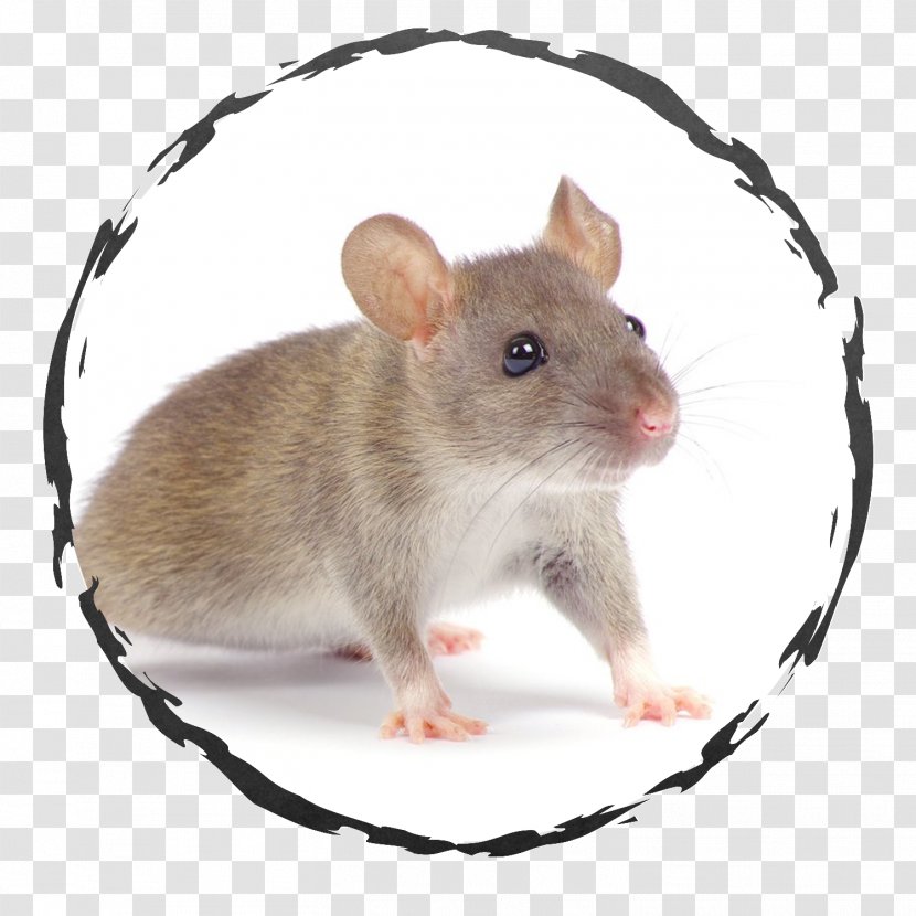 Rat Rodent Columbia Pest Control Inc Exodus Exterminating Inc. Transparent PNG