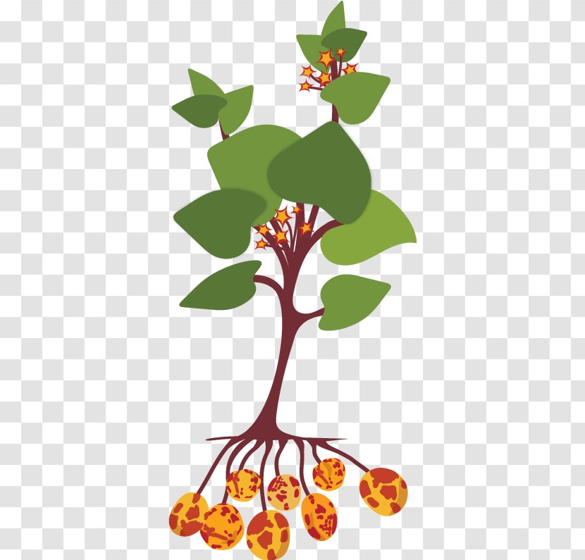 Ullucus Tuber Plant Stem Potato - Ginger Root Clipart Transparent PNG