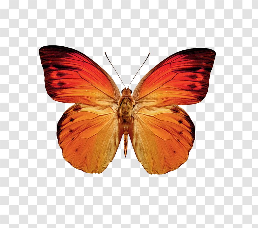 Butterfly Moth Greta Oto Orange - Wing Transparent PNG