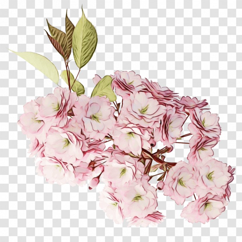 Cherry Blossom Flower - Peony Cornales Transparent PNG