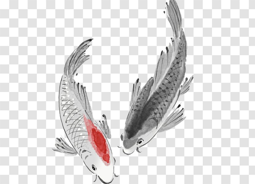 Koi Carassius Auratus Fish Carp Transparent PNG