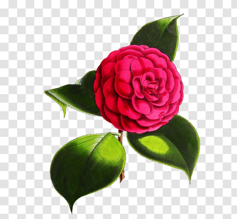 Garden Roses Japanese Camellia Flower Red Cabbage Rose Transparent PNG