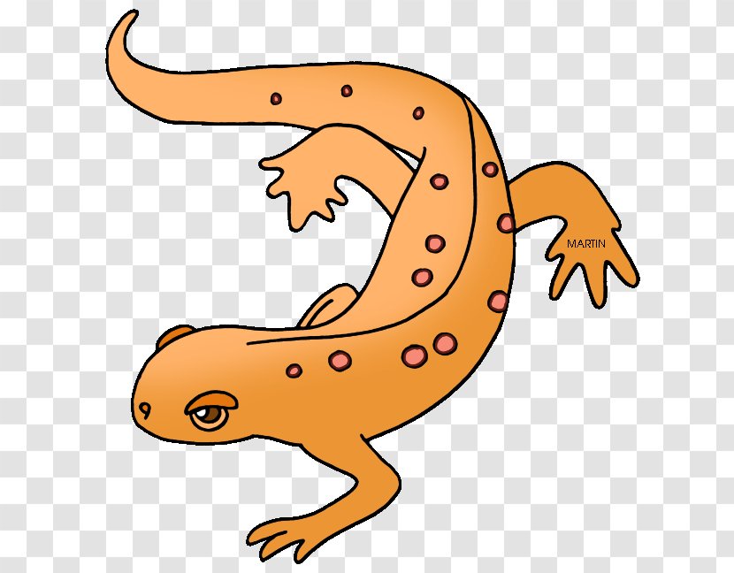 Salamander Eastern Newt Clip Art - Fauna - Amphibian Cliparts Transparent PNG