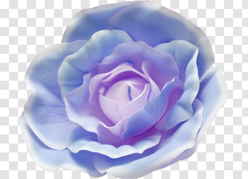 Blue Rose Garden Roses Watercolor Painting - Beach Transparent PNG