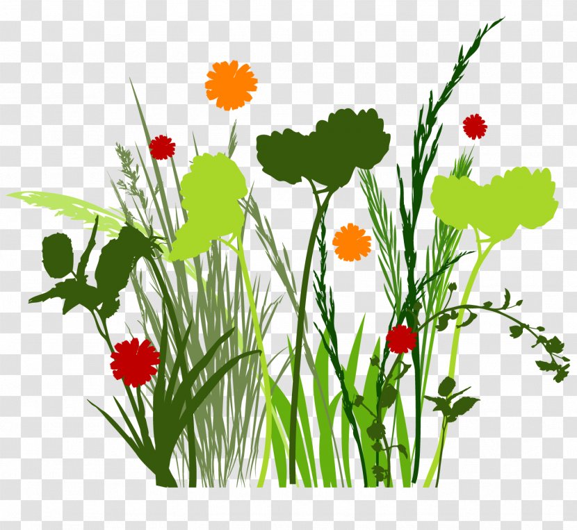 Clip Art - Plant - Daisy Transparent PNG