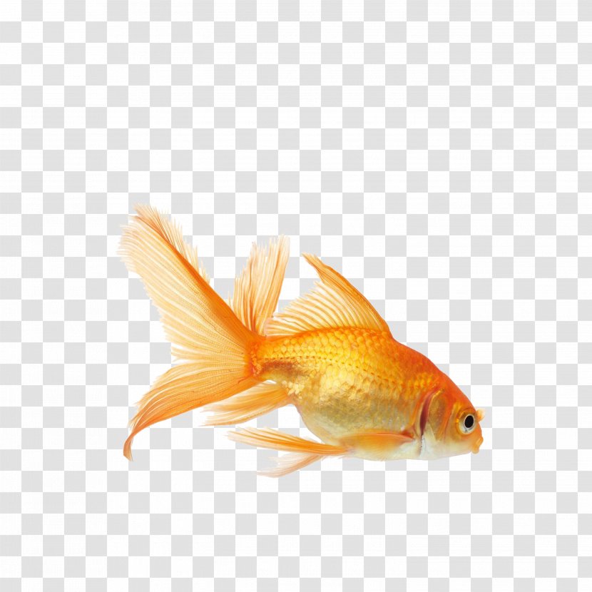Koi Carassius Auratus Aquarium Fish Feed - White - Goldfish Transparent PNG