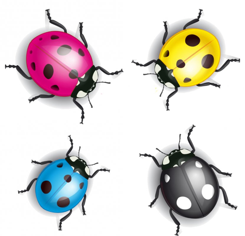Coccinelle - Ladybird Beetle Transparent PNG