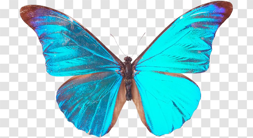 Butterfly Nymphalidae Insect Moth Blue Transparent PNG