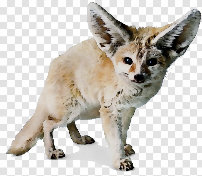 Red Fox Cat Soil Animal Rat - Asian Transparent PNG