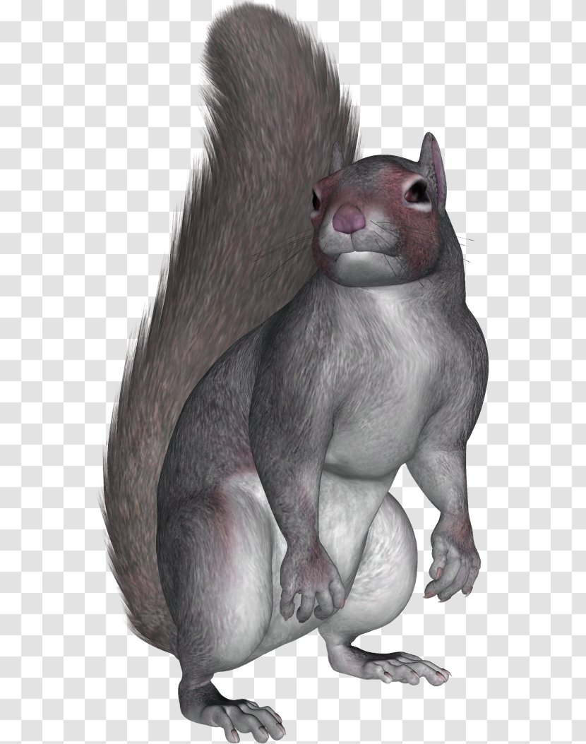 Squirrel PhotoScape - Gimp - Download For Free In High Resolution Transparent PNG