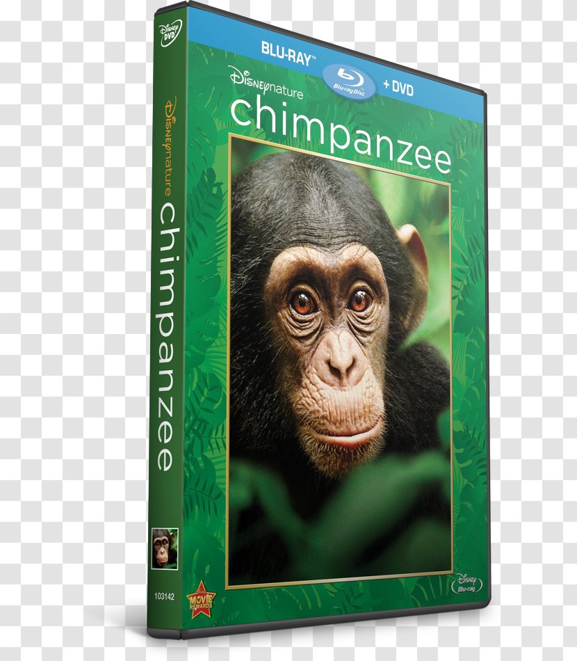 Common Chimpanzee Gorilla Documentary Film 0 - Snout Transparent PNG