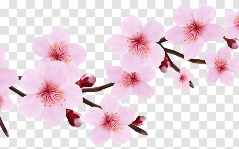 Cherry Blossom Cartoon - Pink - Perennial Plant Geraniaceae Transparent PNG