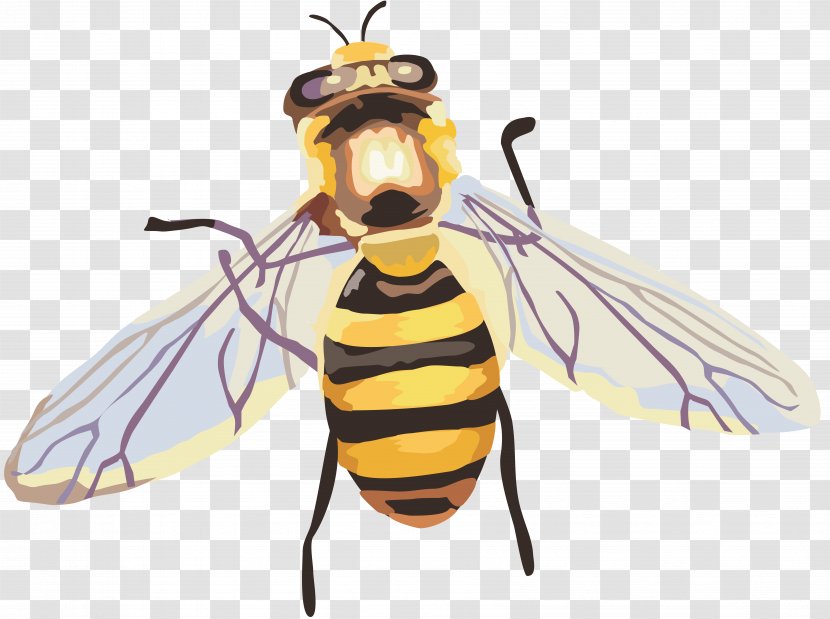 Insect Honey Bee - Invertebrate Transparent PNG