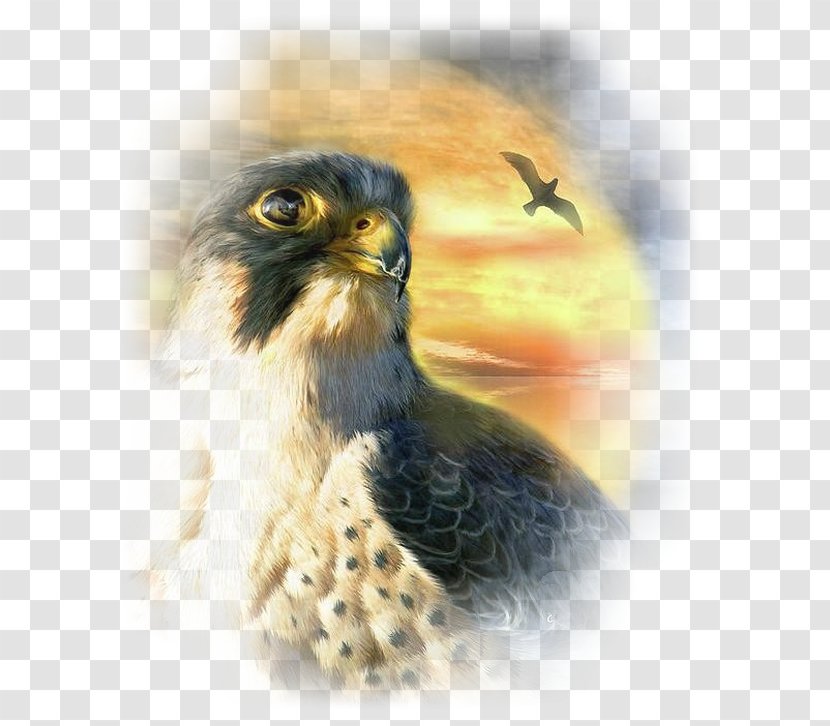 Painting Falcon Bird Art Canvas - Peregrine Transparent PNG