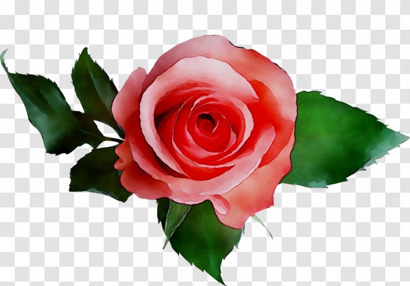 Stock Photography Royalty-free Rose Image - Camellia - Floribunda Transparent PNG