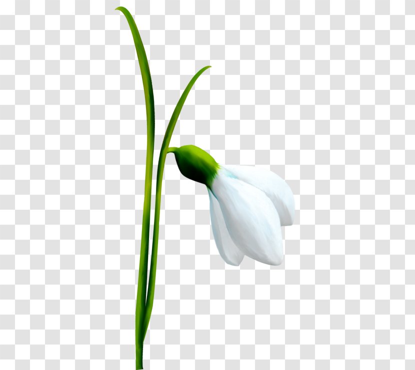Snowdrop Flower Bulb Spring Illustration - Plants - Ortak Kardelen Transparent PNG