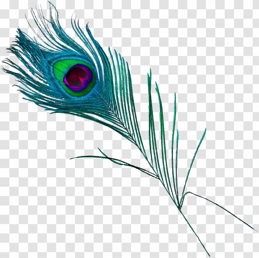 Feather Peafowl - Drawing - Beautiful Peacock Feathers Transparent PNG