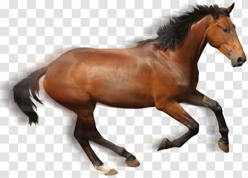 Mustang Stallion Pony Gallop Bridle - Bit - Pferd Transparent PNG
