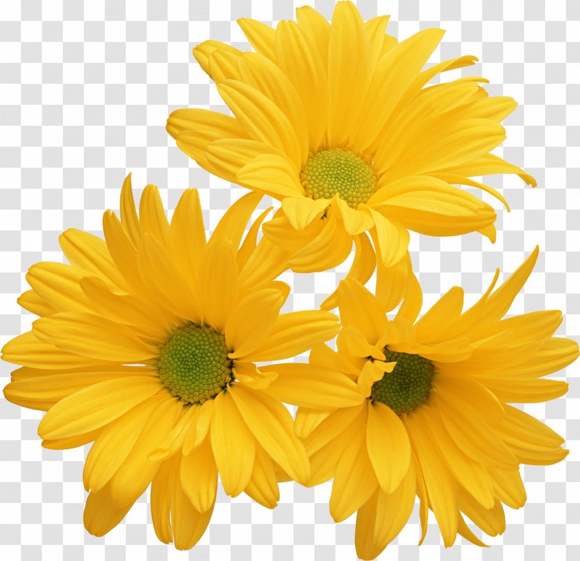Chrysanthemum Yellow Flower Stock Photography Color - Heart Transparent PNG