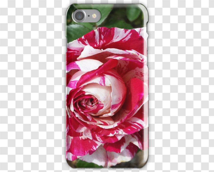 Garden Roses Cabbage Rose Petal Cut Flowers White - Flowering Plant - Skin Transparent PNG