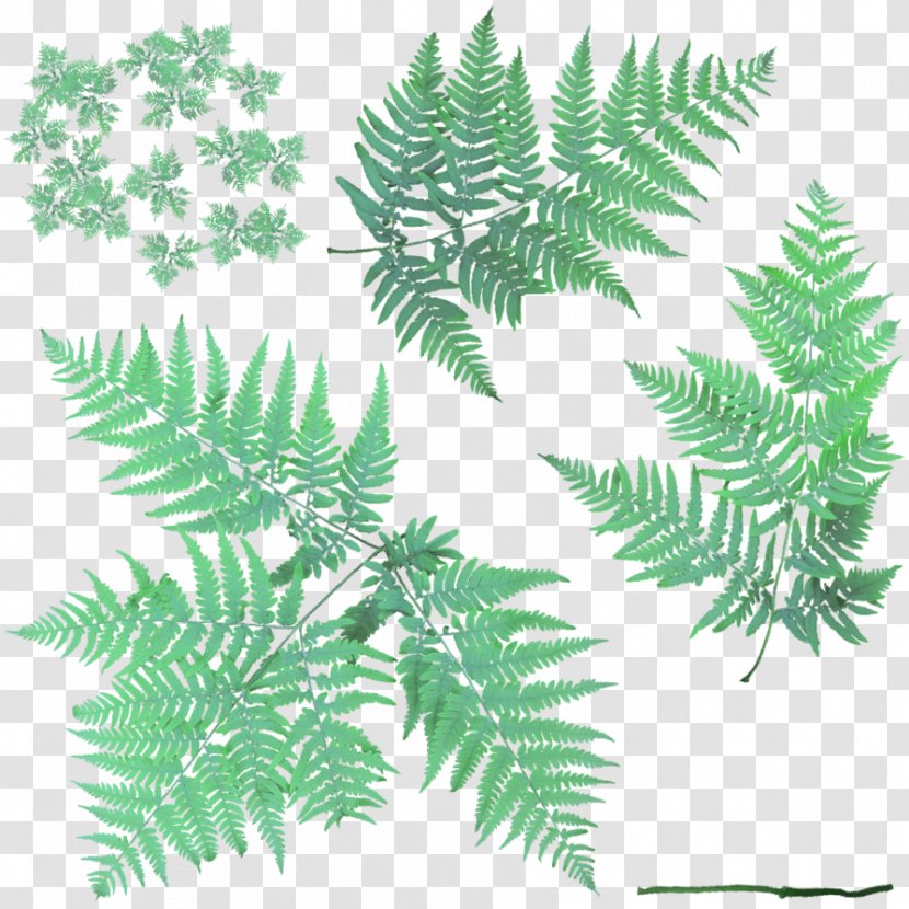 Fern Leaf Vascular Plant Bracken - Pine Family - Vector Texture Transparent PNG