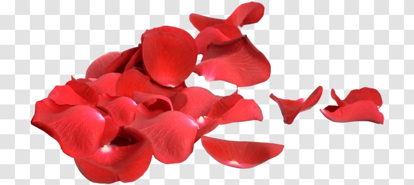 Rose Petal February 22 Permalink Heart Transparent PNG