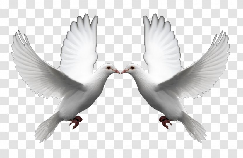 Domestic Pigeon Columbidae Doves As Symbols Release Dove Clip Art - Beak - DOVES Transparent PNG