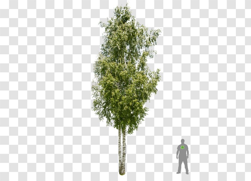 Silver Birch Tree American Sycamore Betula Pubescens - Plane Family Transparent PNG