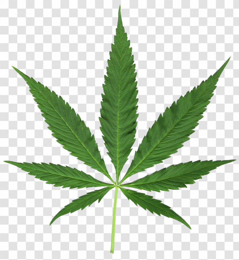 Medical Cannabis Hash, Marihuana & Hemp Museum Leaf Sativa Transparent PNG