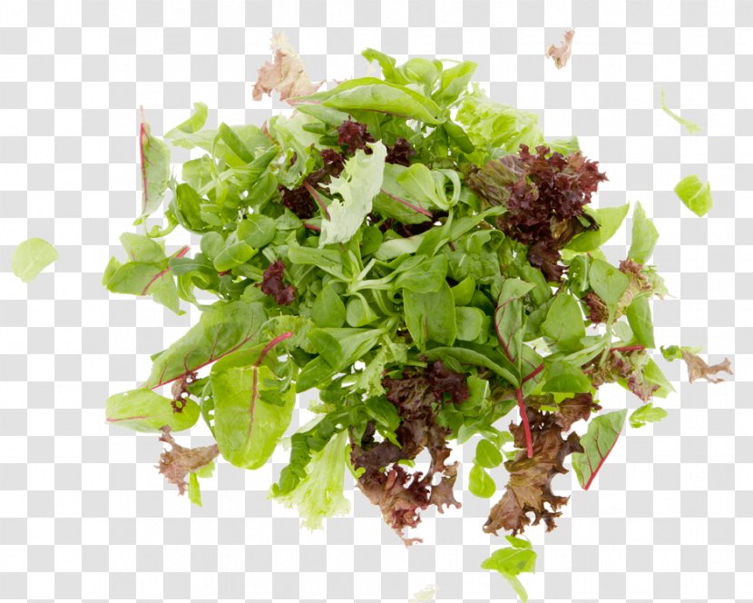 Red Leaf Lettuce Vegetarian Cuisine Spring Greens Vegetable Herb - Salads Transparent PNG