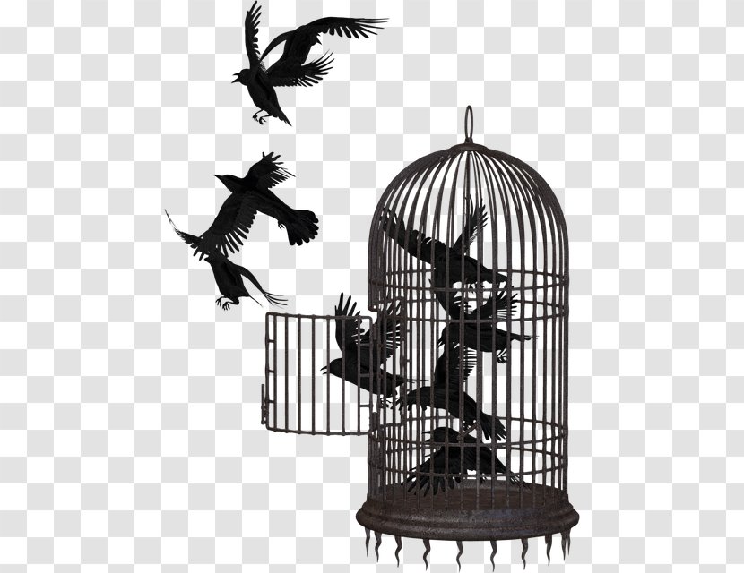 Birdcage Parrot Lovebird - The Cage Birds Transparent PNG